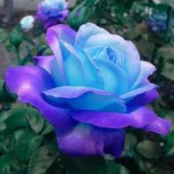 blue rose