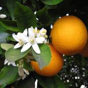 orange_blossom_and_orange